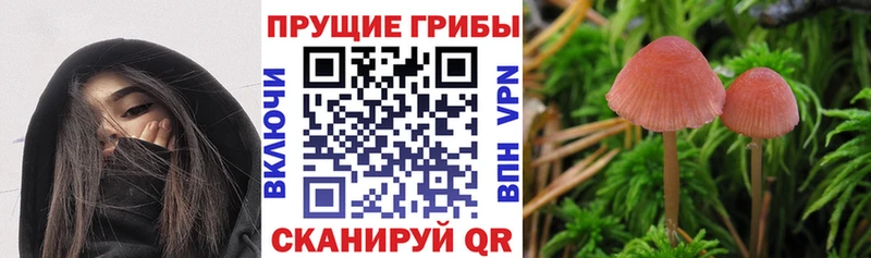 Псилоцибиновые грибы GOLDEN TEACHER  Болхов 